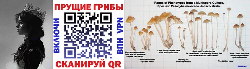 Галлюциногенные грибы Psilocybe  Саки 